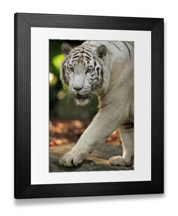 Framed Print : White Indian Tiger (Panthera tigris tigris) close-up of adult, walking