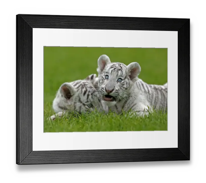 Framed Print : White Indian Tiger (Panthera tigris tigris) two cubs, resting on grass, captive