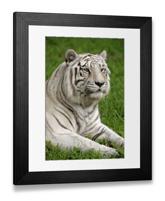 Framed Print : White Indian Tiger (Panthera tigris tigris) adult, close-up of head, captive Framed Print : White Indian Tiger (Panthera tigris tigris) adult, close-up of head, captive