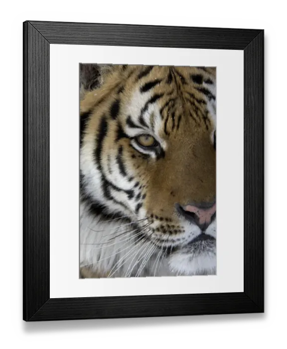 Framed Print : Siberian Tiger (Panthera tigris altaica) adult, close-up of face Framed Print : Siberian Tiger (Panthera tigris altaica) adult, close-up of face