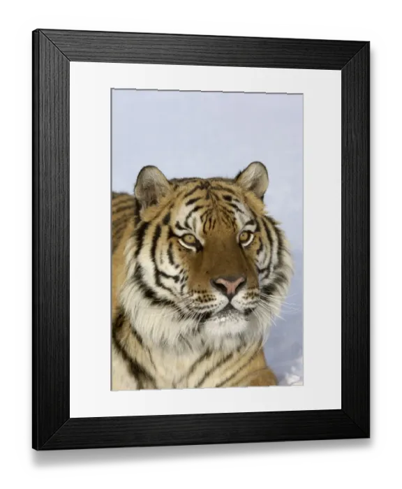 Framed Print : Siberian Tiger (Panthera tigris altaica) adult in snow, close-up of head Framed Print : Siberian Tiger (Panthera tigris altaica) adult in snow, close-up of head