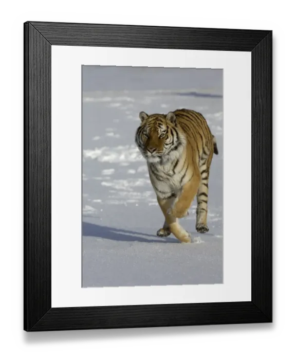 Framed Print : Siberian Tiger (Panthera tigris altaica) adult, running through snow