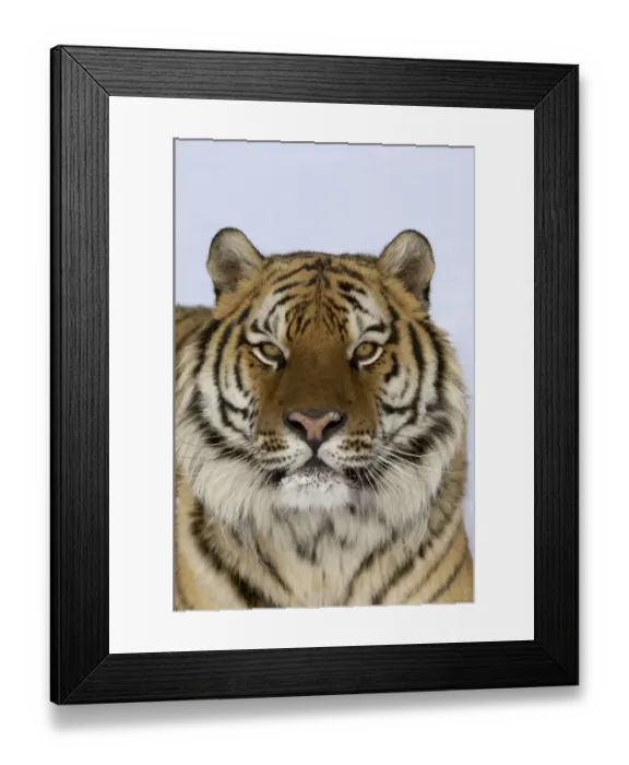 Framed Print : Siberian Tiger (Panthera tigris altaica) adult, close-up of head, in snow Framed Print : Siberian Tiger (Panthera tigris altaica) adult, close-up of head, in snow