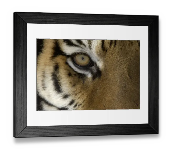Framed Print : Siberian Tiger (Panthera tigris altaica) adult, close-up of eye Framed Print : Siberian Tiger (Panthera tigris altaica) adult, close-up of eye