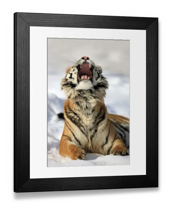 Framed Print : Siberian Tiger (Panthera tigris altaica) immature male, with mouth open, resting in snow, winter (captive) Framed Print : Siberian Tiger (Panthera tigris altaica) immature male, with mouth open, resting in snow, winter (captive)