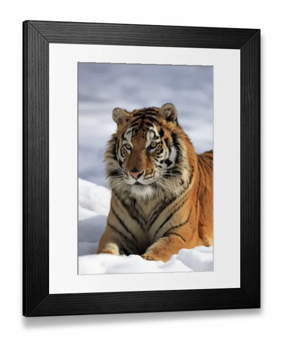 Framed Print : Siberian Tiger (Panthera tigris altaica) immature male, close-up of head, resting in snow, winter (captive) Framed Print : Siberian Tiger (Panthera tigris altaica) immature male, close-up of head, resting in snow, winter (captive)
