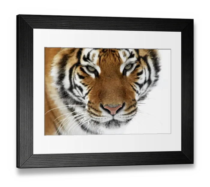 Framed Print : Siberian Tiger (Panthera tigris altaica) adult, close-up of head, in snow (captive)
