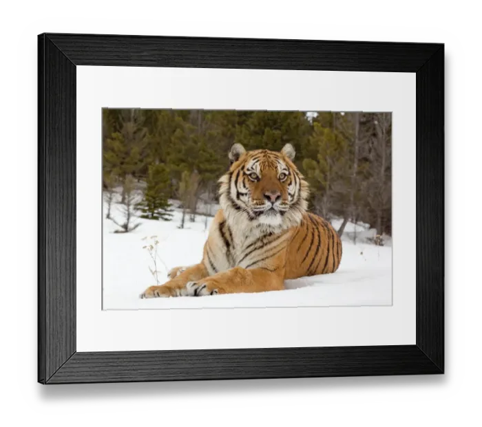 Framed Print : Siberian Tiger (Panthera tigris altaica) adult, resting in snow, winter (captive) Framed Print : Siberian Tiger (Panthera tigris altaica) adult, resting in snow, winter (captive)