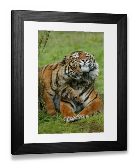 Framed Print : Sumatran Tiger (Panthera tigris sumatrae) adult female with cub, rubbing heads (captive)