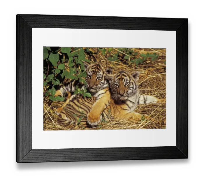 Framed Print : Sumatran Tiger (Panthera tigris sumatrae) two cubs, resting together (captive)
