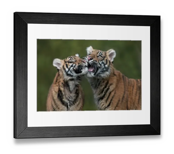 Framed Print : Sumatran Tiger (Panthera tigris sumatrae) two cubs, close-up of heads, interacting (captive) Framed Print : Sumatran Tiger (Panthera tigris sumatrae) two cubs, close-up of heads, interacting (captive)