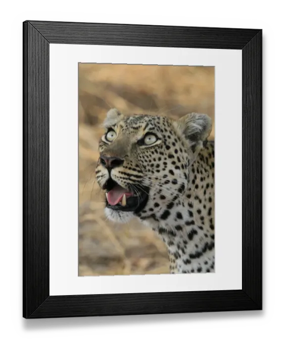 Framed Print : Leopard staring upwards Framed Print : Leopard staring upwards