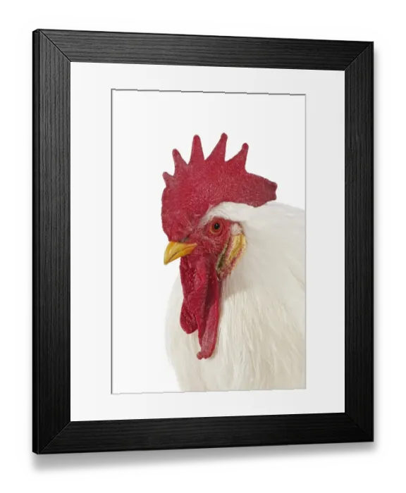Framed Print : Domestic Chicken, White Leghorn, cockerel, close-up of head Framed Print : Domestic Chicken, White Leghorn, cockerel, close-up of head