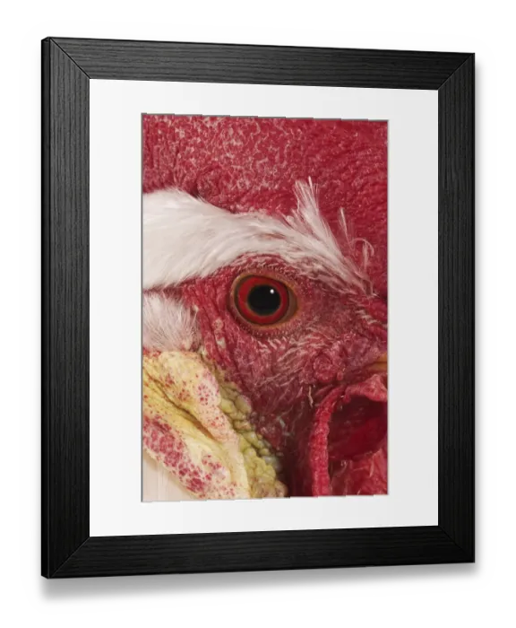 Framed Print : Domestic Chicken, White Leghorn, cockerel, close-up of face Framed Print : Domestic Chicken, White Leghorn, cockerel, close-up of face