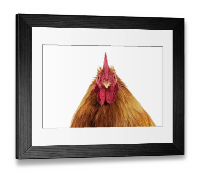 Framed Print : Domestic Chicken, Partridge Brahma, cockerel, close-up of head Framed Print : Domestic Chicken, Partridge Brahma, cockerel, close-up of head