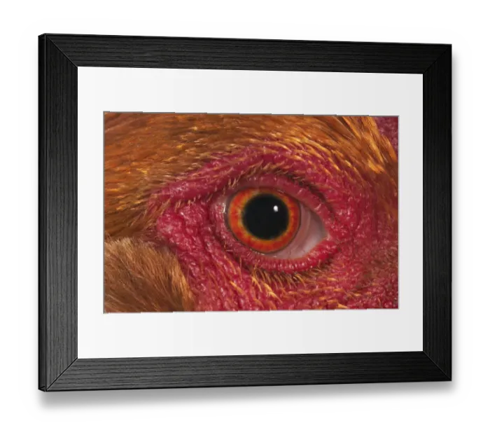 Framed Print : Domestic Chicken, Partridge Brahma, cockerel, close-up of eye Framed Print : Domestic Chicken, Partridge Brahma, cockerel, close-up of eye