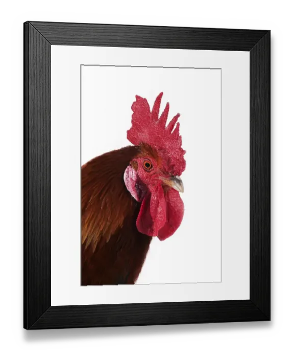 Framed Print : Domestic Chicken, Gaulois Dore, cockerel, close-up of head Framed Print : Domestic Chicken, Gaulois Dore, cockerel, close-up of head