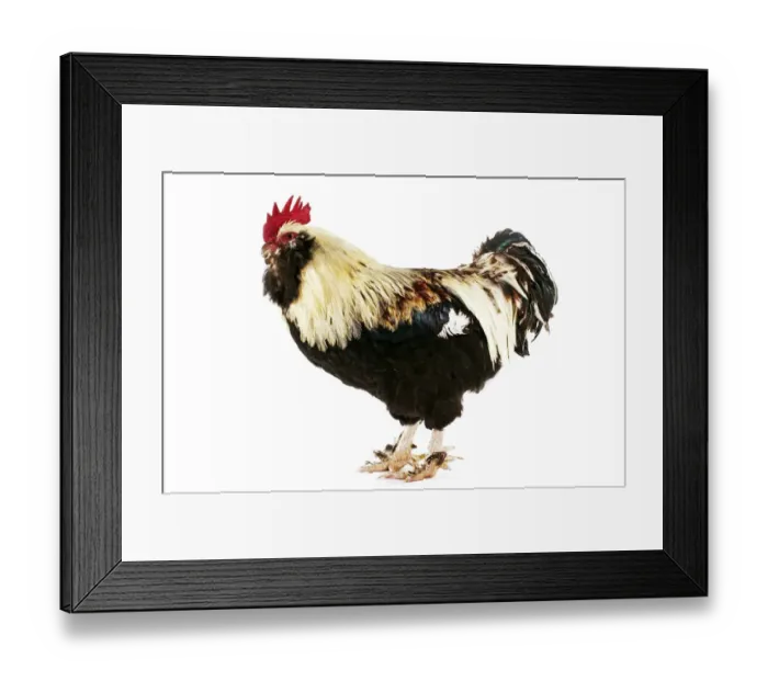 Framed Print : Domestic Chicken, Faverolle, cockerel, standing Framed Print : Domestic Chicken, Faverolle, cockerel, standing