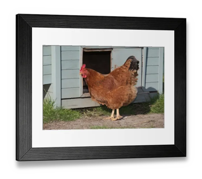 Framed Print : Domestic Chicken, New Hampshire Red, hen, standing beside coop on smallholding, Norfolk, England, april Framed Print : Domestic Chicken, New Hampshire Red, hen, standing beside coop on smallholding, Norfolk, England, april