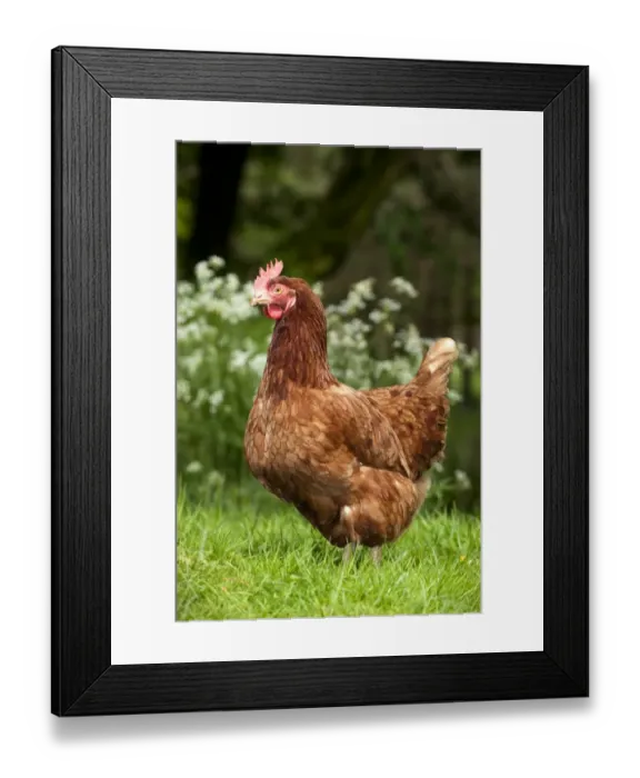 Framed Print : Domestic Chicken, freerange hen, standing on grass in shady woodland, England, may
