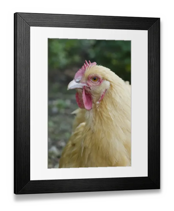 Framed Print : Domestic Chicken, Buff Orpington, freerange hen, close-up of head, Essex, England, august Framed Print : Domestic Chicken, Buff Orpington, freerange hen, close-up of head, Essex, England, august