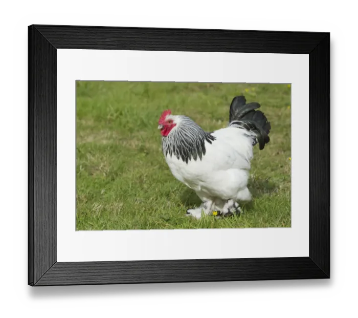 Framed Print : Domestic Chicken, Light Sussex, freerange cockerel, standing on grass, Essex, England, august Framed Print : Domestic Chicken, Light Sussex, freerange cockerel, standing on grass, Essex, England, august