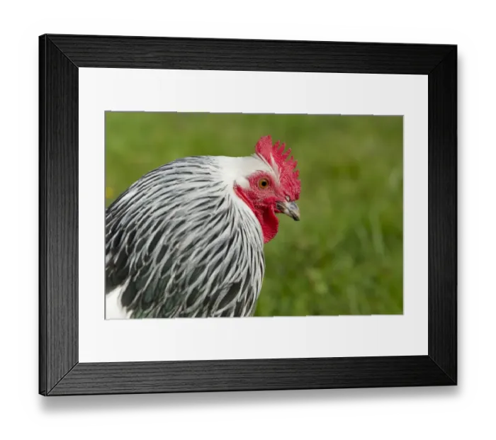 Framed Print : Domestic Chicken, Light Sussex, freerange cockerel, close-up of head, Essex, England, august Framed Print : Domestic Chicken, Light Sussex, freerange cockerel, close-up of head, Essex, England, august