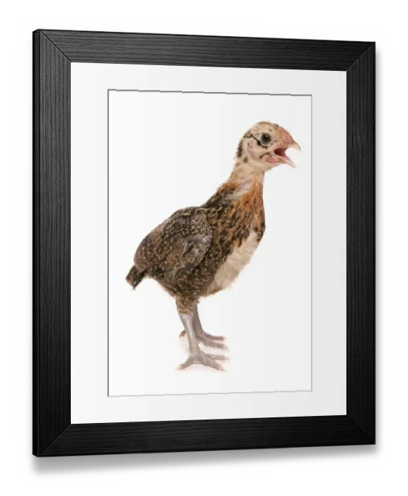 Framed Print : Domestic Chicken, Pekin Bantam, chick, with beak open, standing Framed Print : Domestic Chicken, Pekin Bantam, chick, with beak open, standing