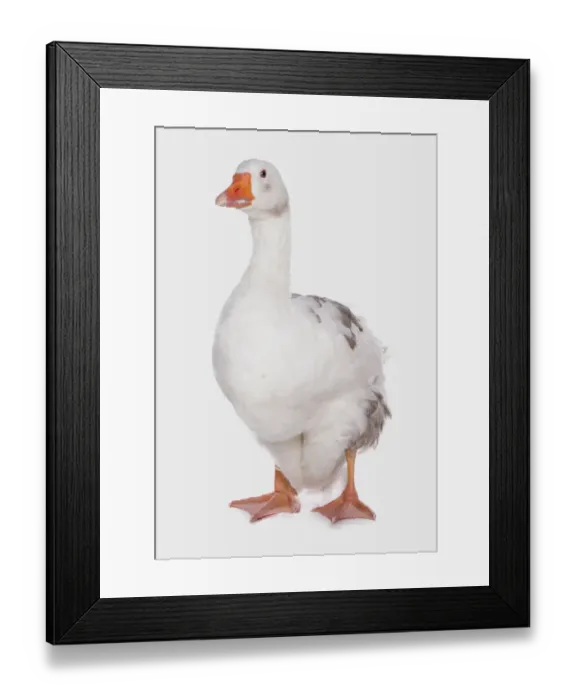 Framed Print : Domestic Goose, West of England Goose, adult, standing Framed Print : Domestic Goose, West of England Goose, adult, standing