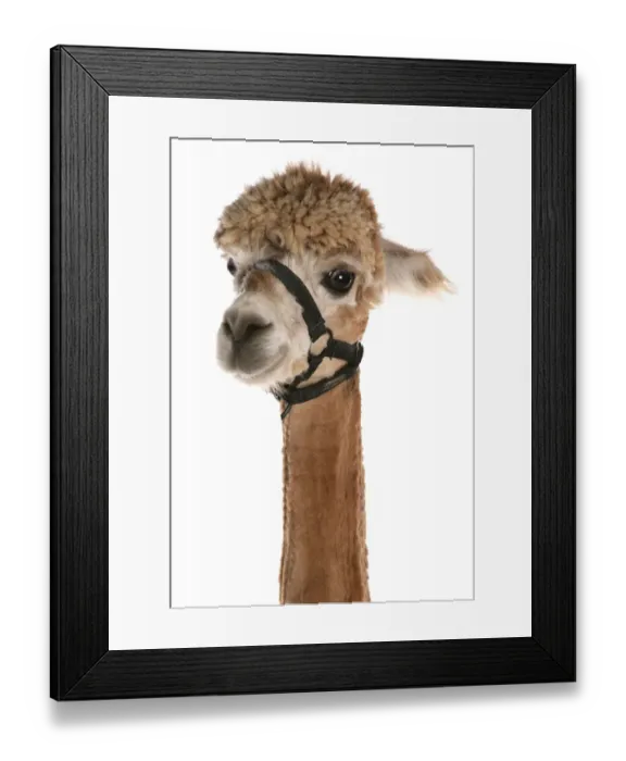 Framed Print : Alpaca (Lama pacos) adult, with clipped coat, close-up of head Framed Print : Alpaca (Lama pacos) adult, with clipped coat, close-up of head