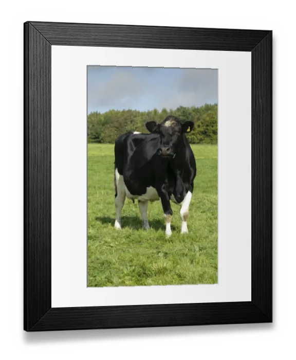 Framed Print : Domestic Cattle, British Friesian, cow, standing in pasture, Staffordshire, England, september Framed Print : Domestic Cattle, British Friesian, cow, standing in pasture, Staffordshire, England, september