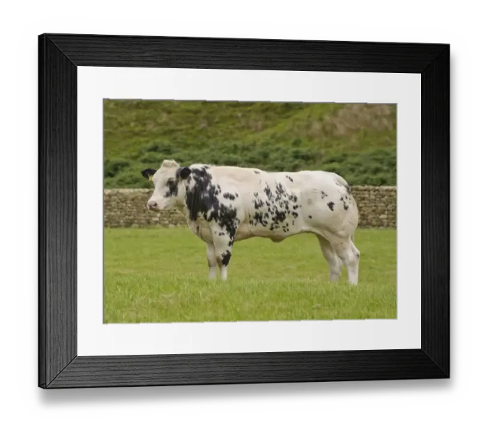 Framed Print : Domestic Cattle, British Blue, heifer, standing in pasture, Dunsop Bridge, Lancashire, England, august Framed Print : Domestic Cattle, British Blue, heifer, standing in pasture, Dunsop Bridge, Lancashire, England, august