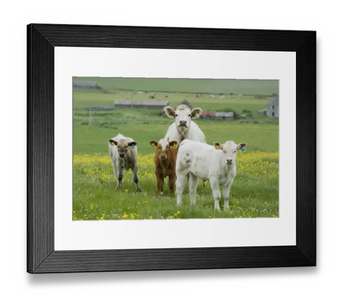 Framed Print : Domestic Cattle, beef cow with three calves, standing in pasture with flowering buttercups, Mainland, Orkney, Scotland, june Framed Print : Domestic Cattle, beef cow with three calves, standing in pasture with flowering buttercups, Mainland, Orkney, Scotland, june