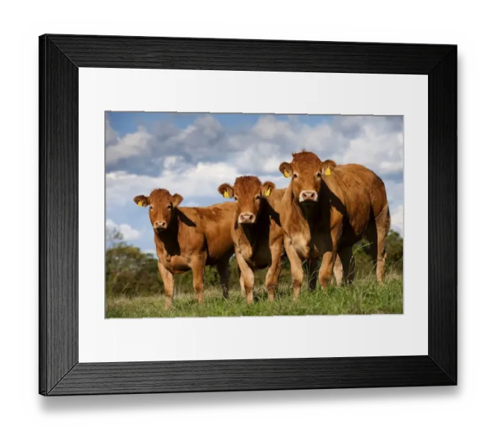 Framed Print : Domestic Cattle, Limousin heifers, three standing in pasture, Cumbria, England, august Framed Print : Domestic Cattle, Limousin heifers, three standing in pasture, Cumbria, England, august