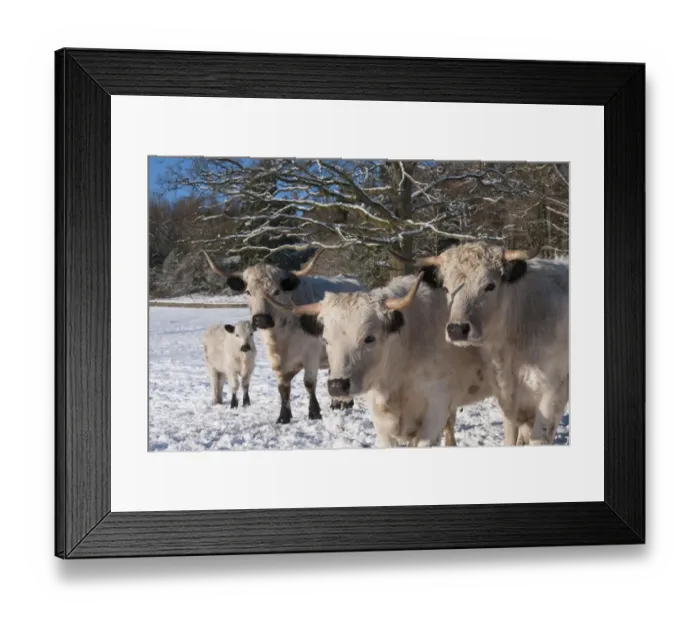 Framed Print : Domestic Cattle, White Park herd, standing in snow covered parkland, Leagram, Chipping, Lancashire, England, december Framed Print : Domestic Cattle, White Park herd, standing in snow covered parkland, Leagram, Chipping, Lancashire, England, december