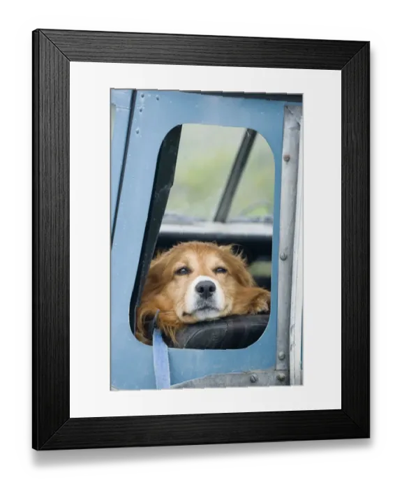 Framed Print : Domestic Dog, sheepdog, adult, looking out from open window of Land Rover farm vehicle, Warwickshire, England, may Framed Print : Domestic Dog, sheepdog, adult, looking out from open window of Land Rover farm vehicle, Warwickshire, England, may