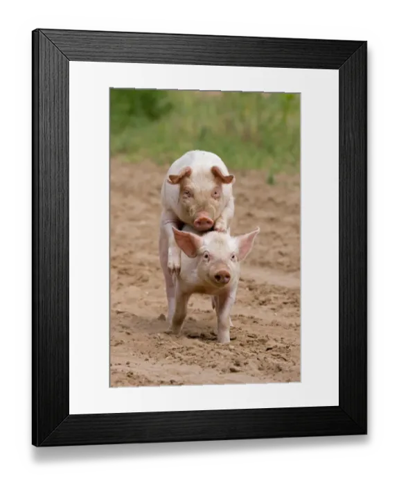 Framed Print : Domestic Pig, Large White x Landrace x Duroc, freerange piglets, playing, mounting sibling, on outdoor unit, England Framed Print : Domestic Pig, Large White x Landrace x Duroc, freerange piglets, playing, mounting sibling, on outdoor unit, England