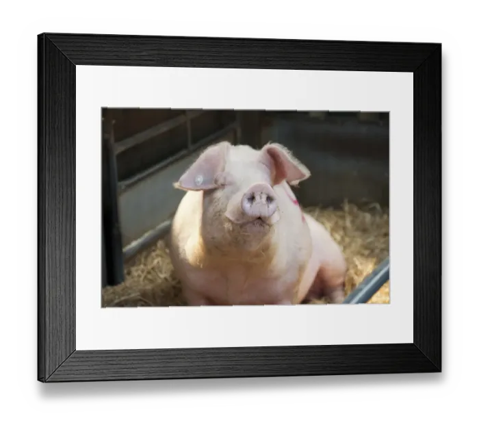 Framed Print : Domestic Pig, Welsh boar, Bramblebee Ted 91, sitting on straw bedding in pen at auction, Chelford Agricultural Centre Framed Print : Domestic Pig, Welsh boar, Bramblebee Ted 91, sitting on straw bedding in pen at auction, Chelford Agricultural Centre