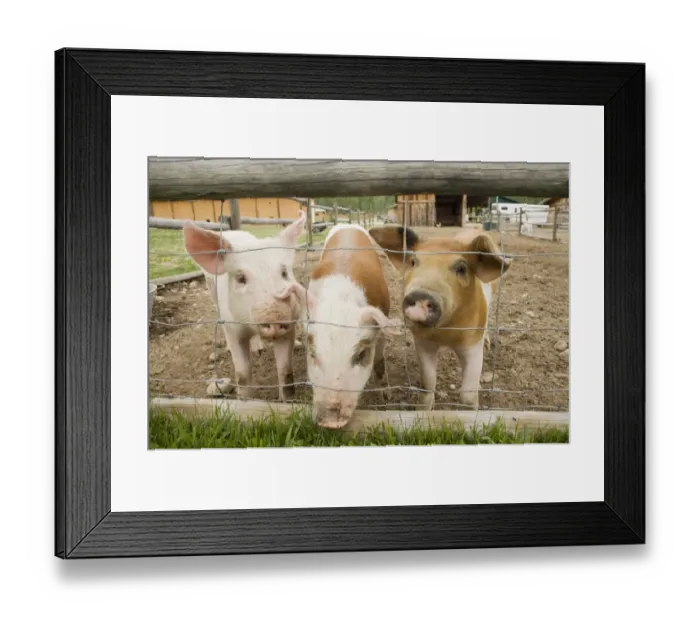 Framed Print : Domestic Pig, three piglets, standing beside wire fence in paddock, British Columbia, Canada, may Framed Print : Domestic Pig, three piglets, standing beside wire fence in paddock, British Columbia, Canada, may