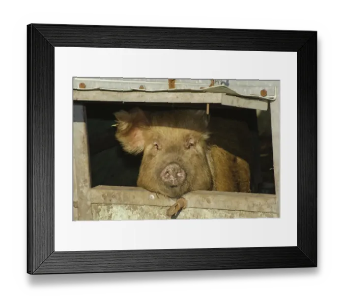 Framed Print : Domestic Pig, Tamworth sow, looking through hatch in arc, Cumbria, England, november Framed Print : Domestic Pig, Tamworth sow, looking through hatch in arc, Cumbria, England, november