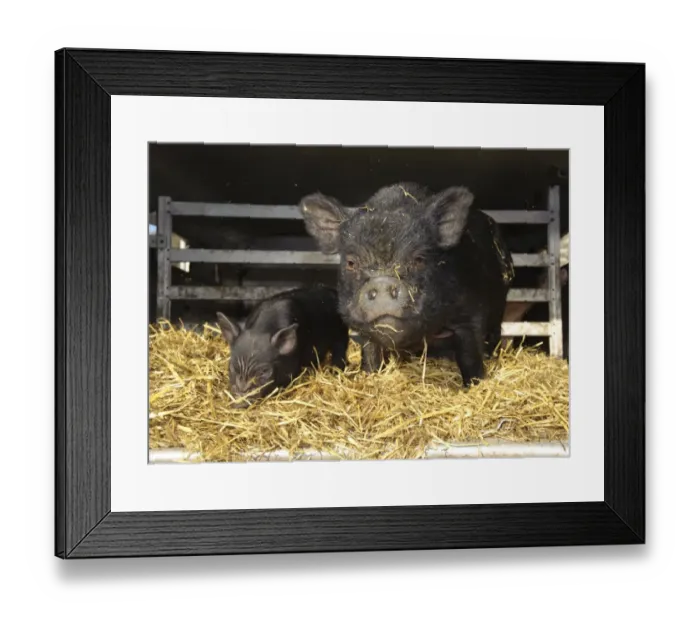 Framed Print : Domestic Pig, Vietnamese Pot-bellied Pig, sow with piglet, on straw bedding in trailer, Cumbria, England, november Framed Print : Domestic Pig, Vietnamese Pot-bellied Pig, sow with piglet, on straw bedding in trailer, Cumbria, England, november