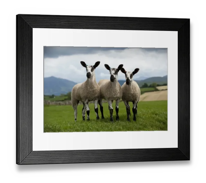 Framed Print : Domestic Sheep, Blue-faced Leicester, three lambs, standing in pasture, England, june Framed Print : Domestic Sheep, Blue-faced Leicester, three lambs, standing in pasture, England, june