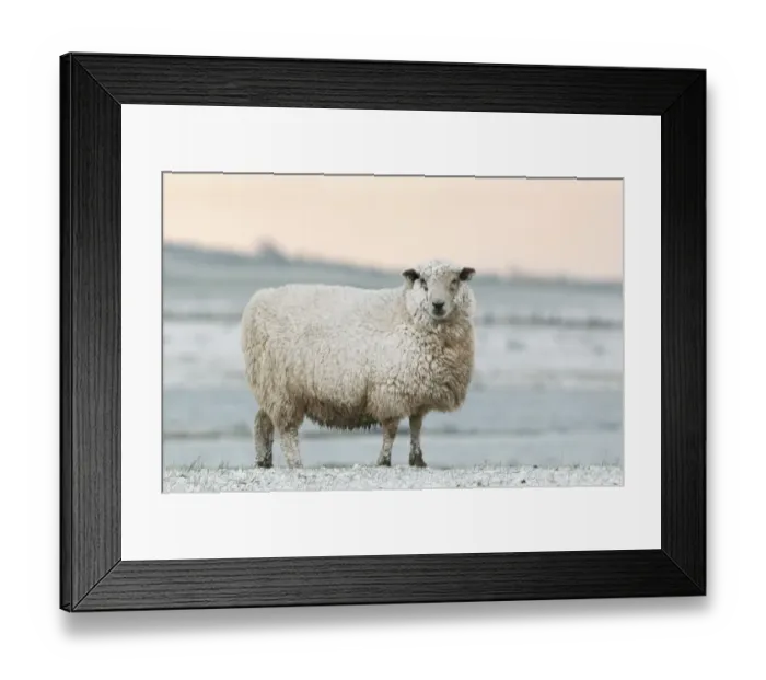 Framed Print : Domestic Sheep, Romney Sheep, adult, covered in snow, Elmley Marshes N. N. R. Isle of Sheppey, Kent, England, winter Framed Print : Domestic Sheep, Romney Sheep, adult, covered in snow, Elmley Marshes N. N. R. Isle of Sheppey, Kent, England, winter