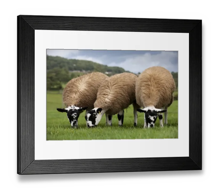 Framed Print : Domestic Sheep, mule gimmer lambs, ready for sale, three grazing in pasture, North Yorkshire, England, september Framed Print : Domestic Sheep, mule gimmer lambs, ready for sale, three grazing in pasture, North Yorkshire, England, september