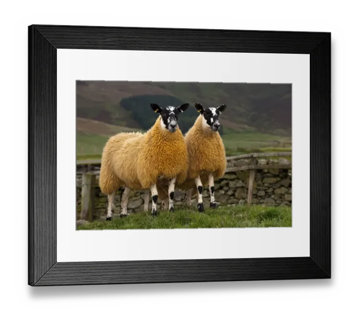 Framed Print : Domestic Sheep, Scotch mules, Blue-faced Leicester ram x Blackface ewe, two lambs, standing in pasture, Cumbria Framed Print : Domestic Sheep, Scotch mules, Blue-faced Leicester ram x Blackface ewe, two lambs, standing in pasture, Cumbria