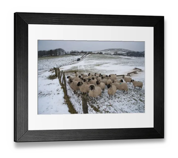 Framed Print : Domestic Sheep, Swaledale ewes, flock standing in snow covered pasture with troughs, Chipping, Lancashire, England Framed Print : Domestic Sheep, Swaledale ewes, flock standing in snow covered pasture with troughs, Chipping, Lancashire, England