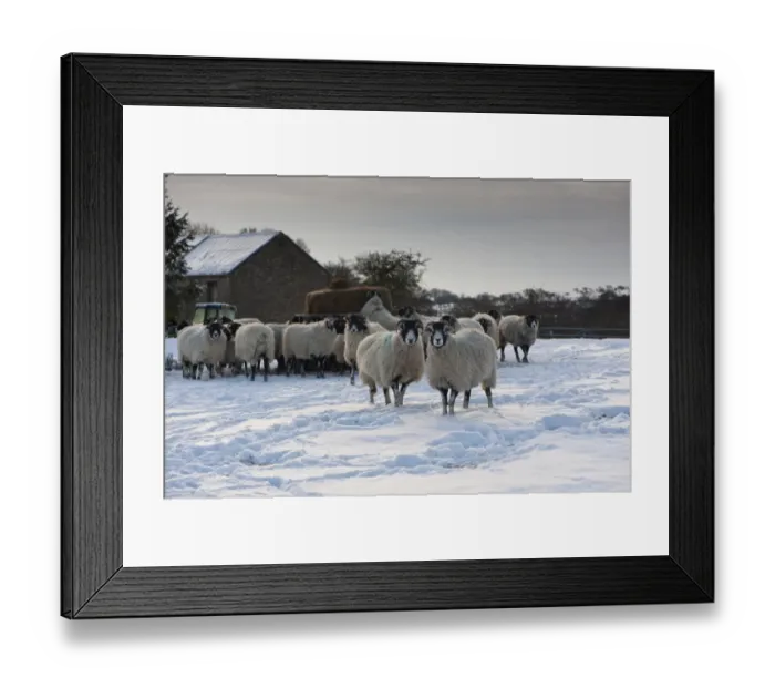 Framed Print : Domestic Sheep, Swaledale ewes, flock standing in snow covered pasture with silage bale in feeder and stone barn Framed Print : Domestic Sheep, Swaledale ewes, flock standing in snow covered pasture with silage bale in feeder and stone barn