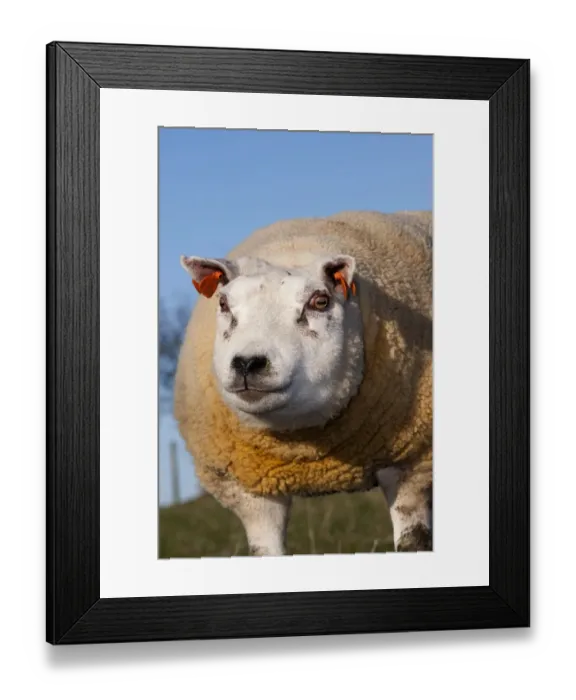 Framed Print : Domestic Sheep, Beltex, ram, close-up of head, England, november Framed Print : Domestic Sheep, Beltex, ram, close-up of head, England, november