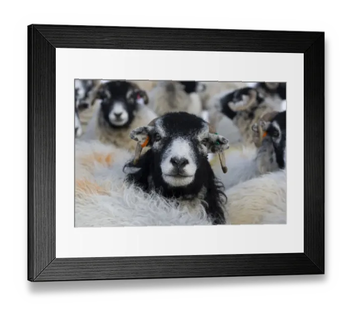 Framed Print : Domestic Sheep, Swaledale flock, close-up of heads, Swaledale, Yorkshire Dales N. P. North Yorkshire, England, february Framed Print : Domestic Sheep, Swaledale flock, close-up of heads, Swaledale, Yorkshire Dales N. P. North Yorkshire, England, february