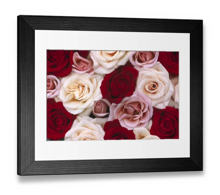 Framed Print : Rose (Rosa sp) flowers, close up of many different colored Roses, North America and Europe